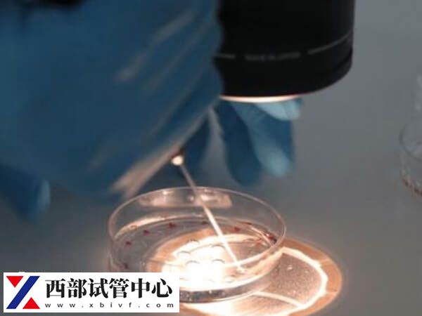 嵌合体30%其实也可以做试管婴儿移植,比例才是成功关键(图1) 移植嵌合体百分之30胚胎有什么风险